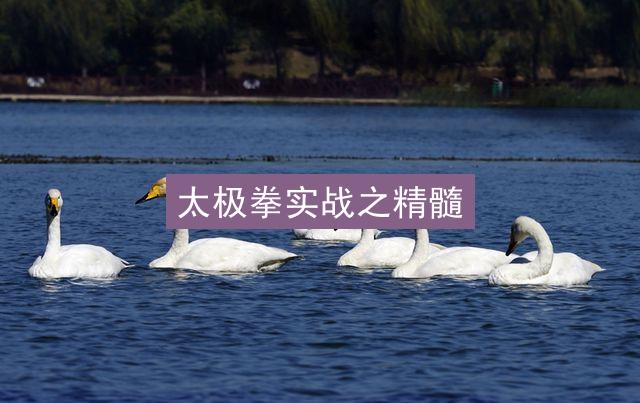 太极拳实战之精髓